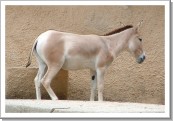 View ANIMALI